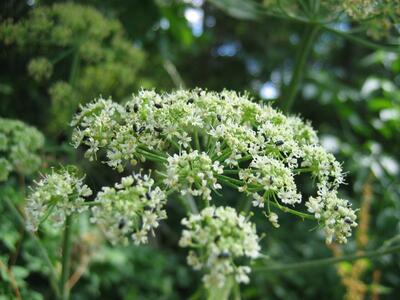 heracleum sphondylium ssp sphondylium