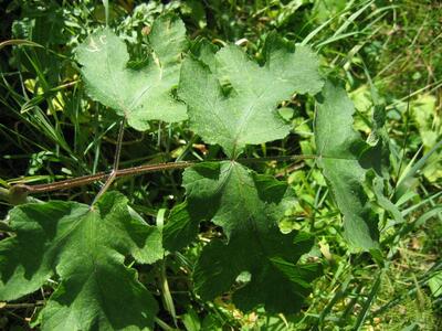 heracleum sphondylium ssp sphondylium blatt