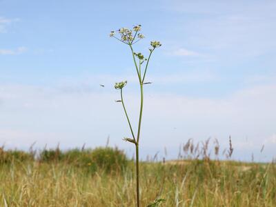 heracleum sphondylium ssp sphondylium habitus