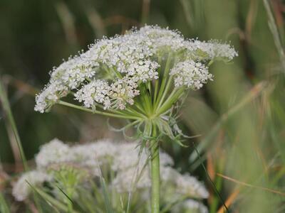 laserpitium halleri