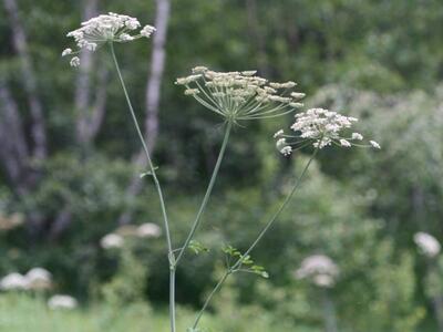 laserpitium latifolium