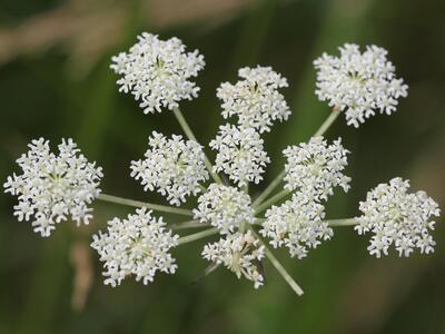 laserpitium prutenicum