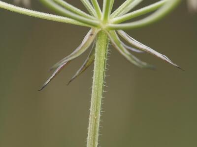 laserpitium prutenicum staengel