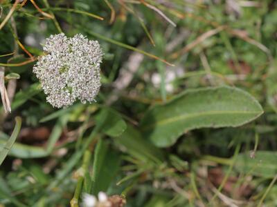 ligusticum mutellinoides