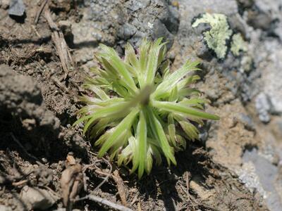 ligusticum mutellinoides kelch