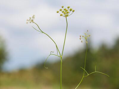 oenanthe lachenalii