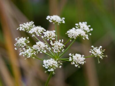 oenanthe lachenalii detail