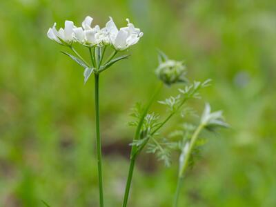 orlaya grandiflora