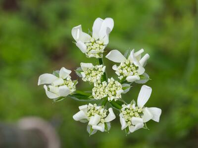 orlaya grandiflora detail