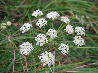 peucedanum oreoselinum