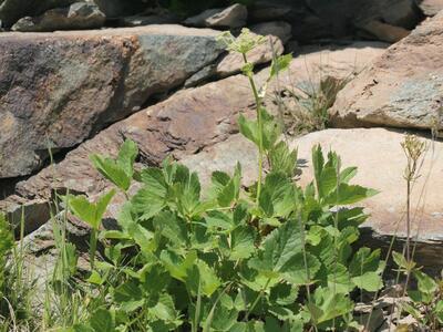 peucedanum ostruthium