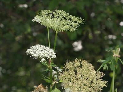 peucedanum ostruthium detail