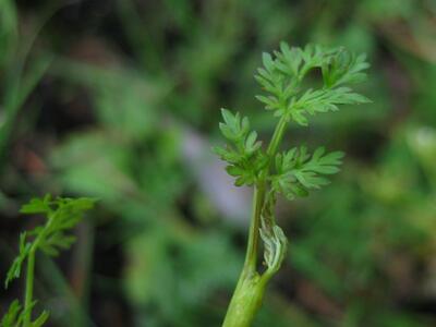 peucedanum palustre blatt