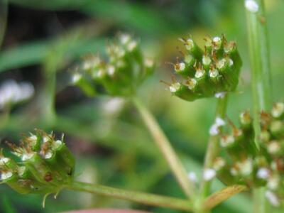 peucedanum palustre fruechte