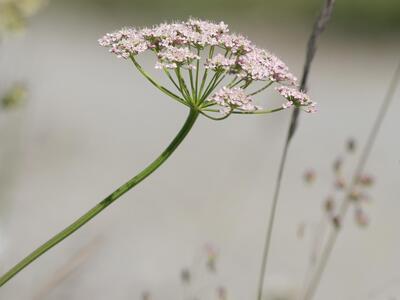 pimpinella major