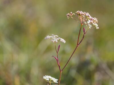 pimpinella nigra