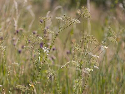 pimpinella peregrina