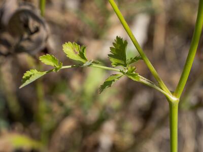 pimpinella peregrina blatt