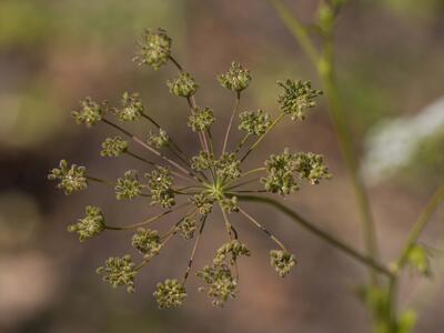 pimpinella peregrina frucht