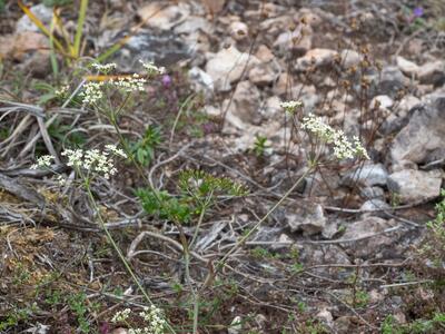 pimpinella saxifraga