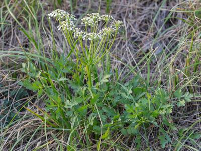 pimpinella saxifraga habitus