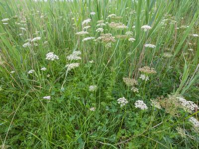 selinum carvifolia