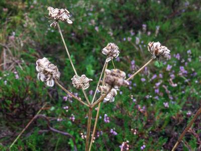 selinum pyrenaicum frucht