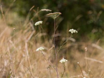 seseli annuum