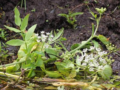 sium latifolium