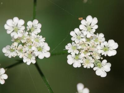 torilis japonica