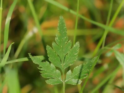 torilis japonica blatt