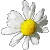 Asteraceae