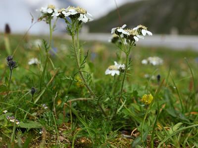 achillea atrata