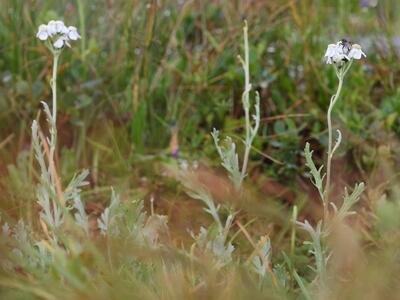 achillea clavennae