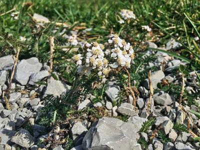 achillea collina