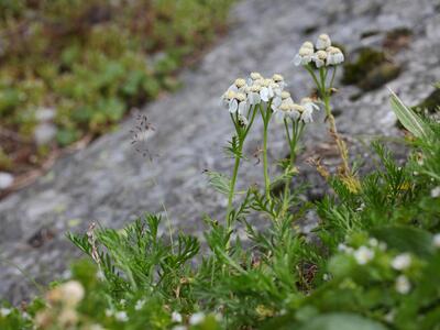 achillea erba-rotta