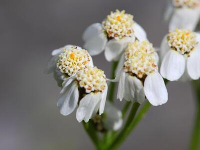 achillea erba-rotta detail