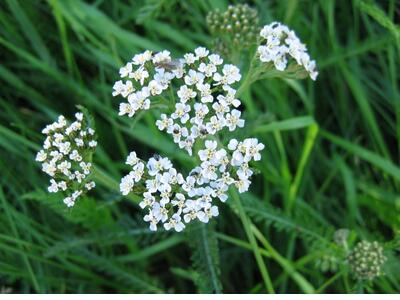 achillea millefolium ssp millefolium