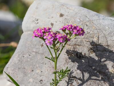 achillea millefolium ssp sudetica