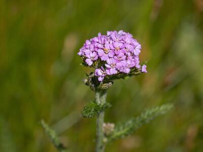 achillea millefolium ssp sudetica bluete