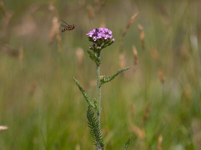 achillea millefolium ssp sudetica habitus