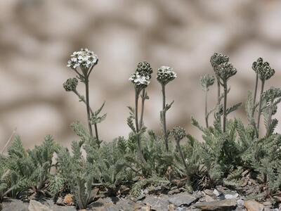 achillea nana