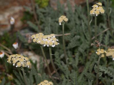 achillea nana detail