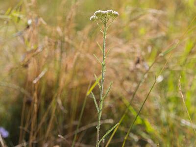 achillea pannonica