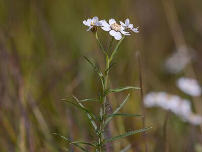 achillea ptarmica