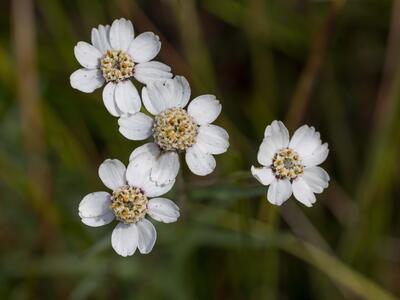 achillea ptarmica bluete