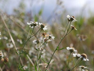 achillea salicifolia