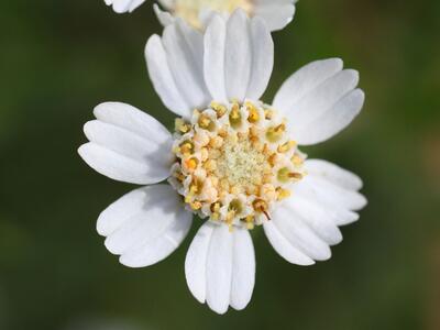 achillea salicifolia detail