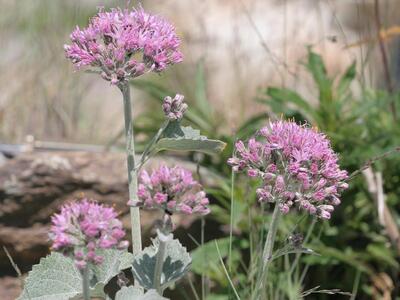 adenostyles leucophylla