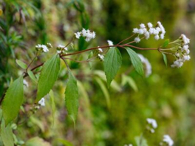 ageratina riparia